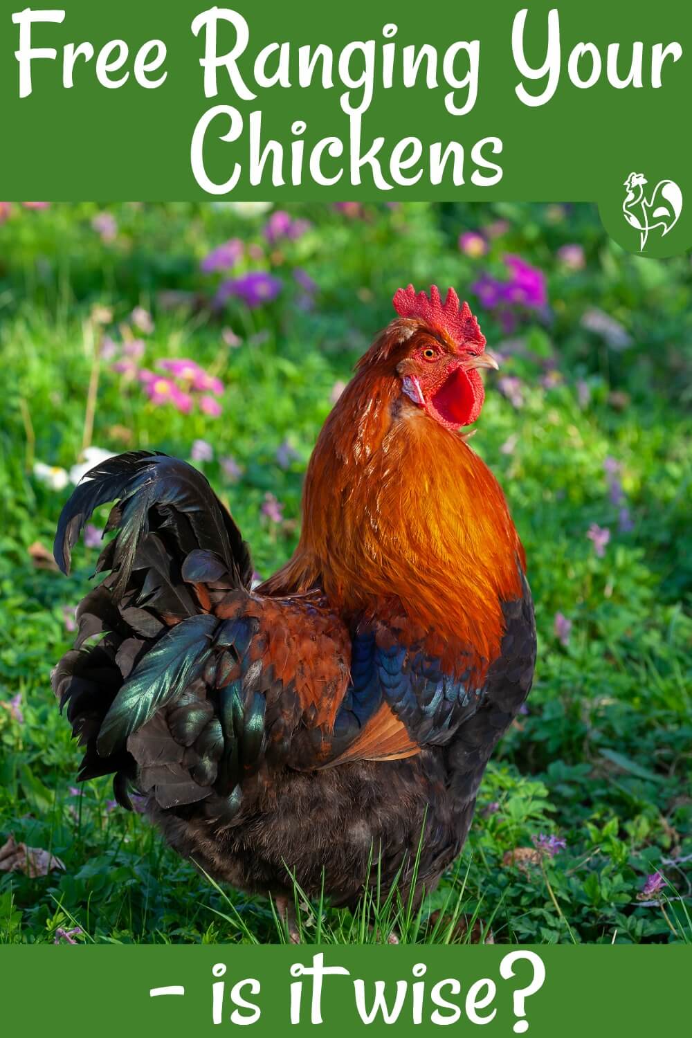 II. Creating a Suitable Environment for Hens in Your Garden