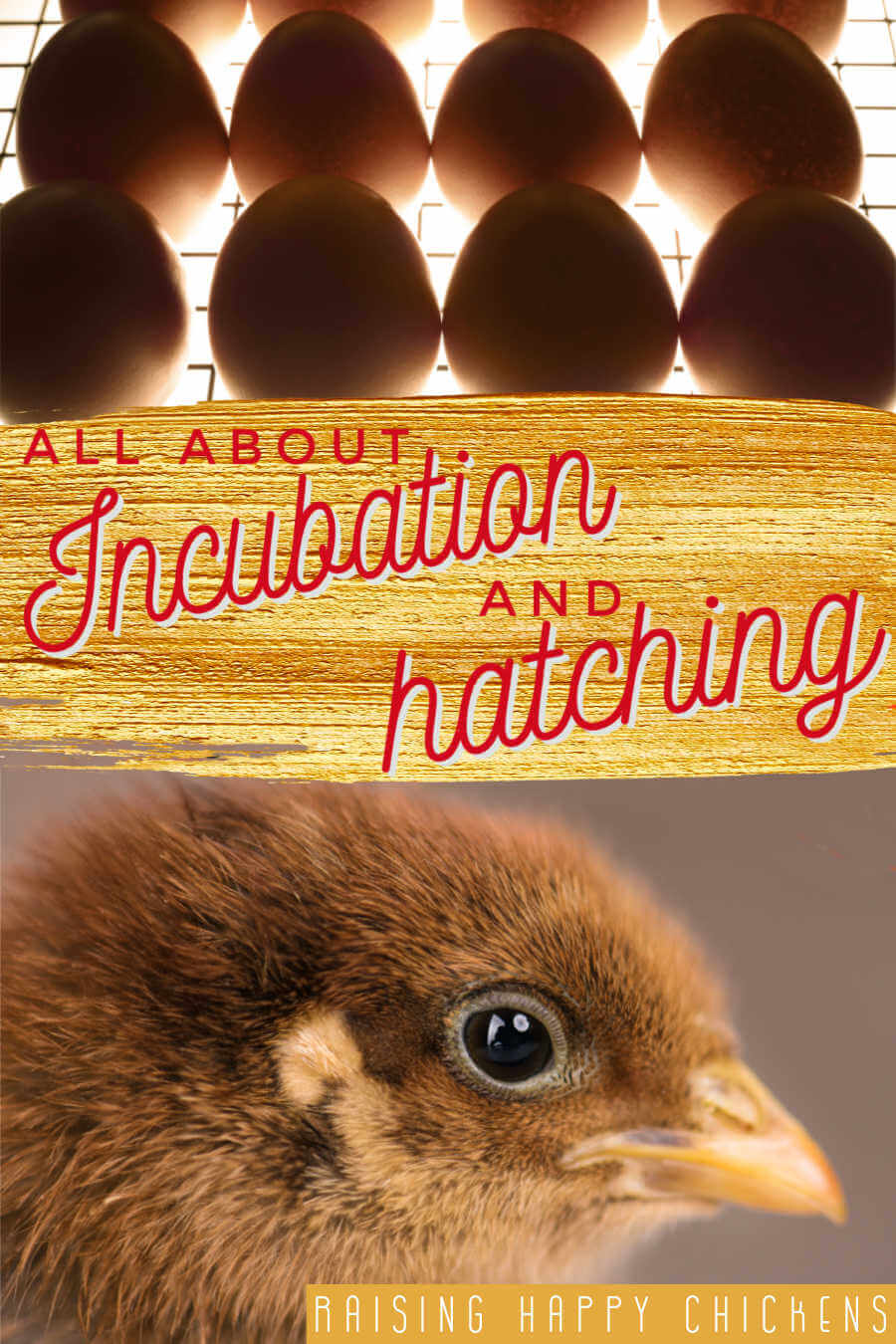 Hatch patterns: take the stress out of hatching chicken eggs.