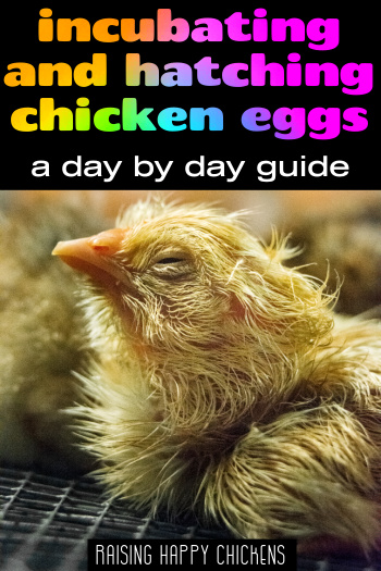 Pin incubation day 4 of day by day course: small #2. Pin incubation day 4 of day by day course: small #2.