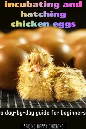 How to incubate chicken eggs to a successful hatch. Pin for later. Incubation, a day by day course. Pin for later.