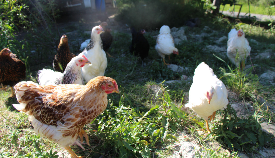 Chickens interacting in supervised free ranging introduction.