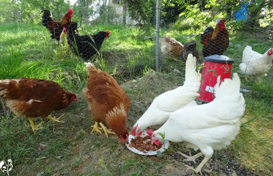 Chickens separated by wire fence during introduction to new flock