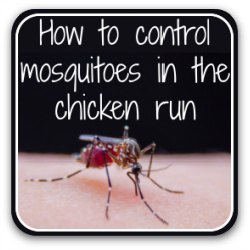 How to control mosquitoes in the chicken run – button link to article.
