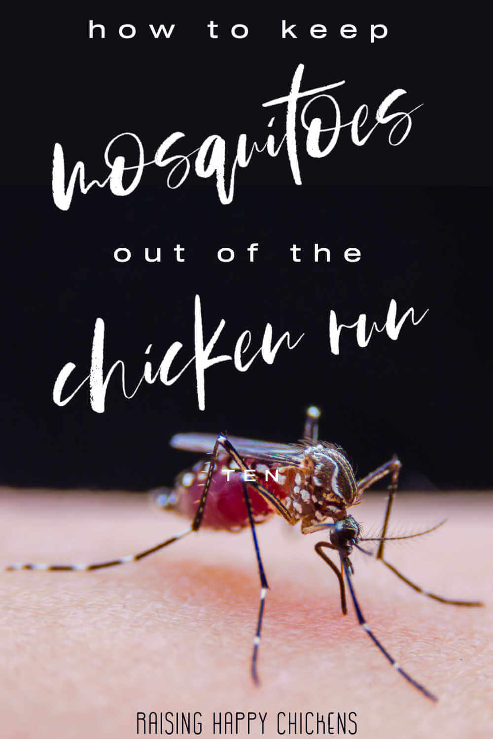 How to keep mosquitoes away from your chickens.