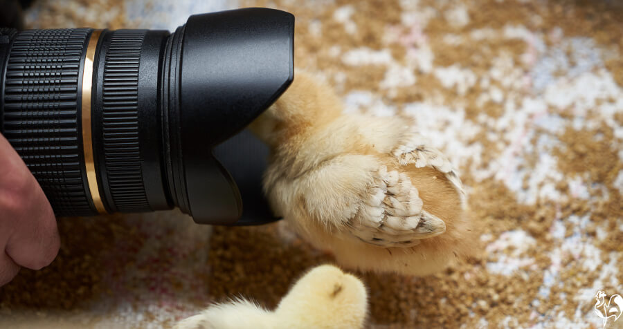 A chick pokes its head into a camera lens in the brooder.
