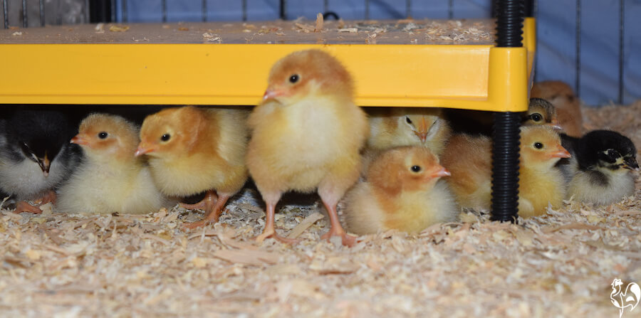A cluster of chicks under a heat source taken from the same level.