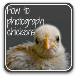 How to photograph chickens - link.