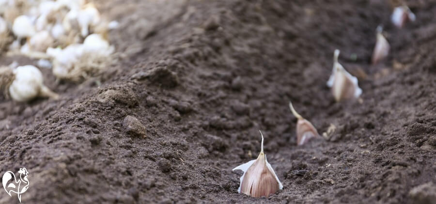 Garlic cloves planted in soil.