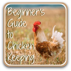 A beginner's guide to raising chickens - link.