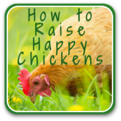 Thumbnail link: how to raise happy chickens in 5 easy steps.