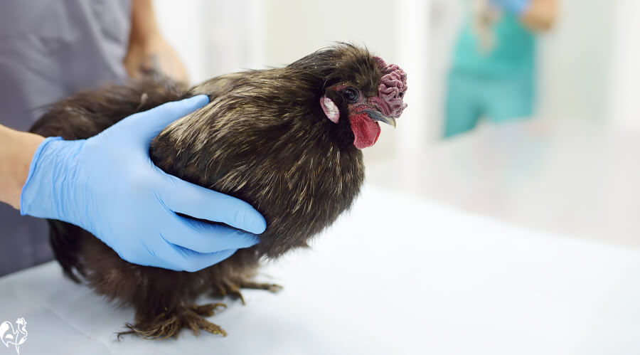 A chicken being held by a veterinarian wearing gloves.
