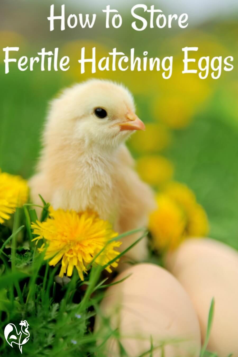 Storing fertile chicken eggs: 5 steps to a successful hatch.