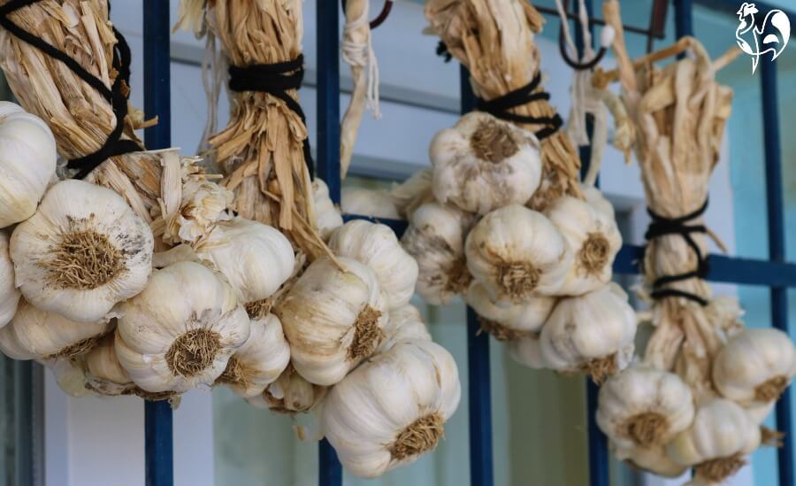 Garlic hanging in bunches to dry.