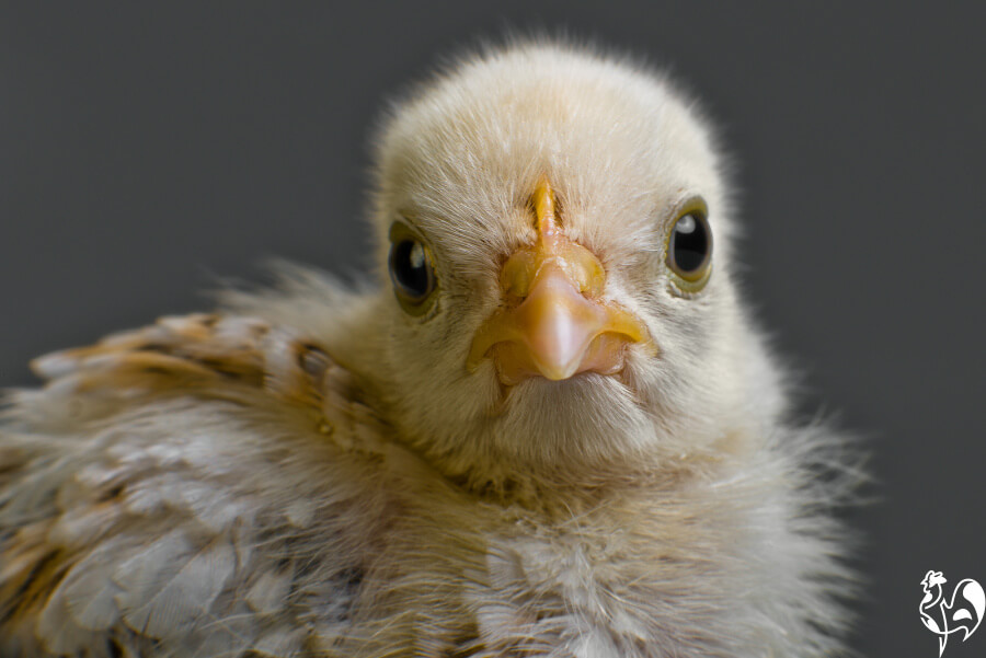 A baby chick looking straight at the camera.