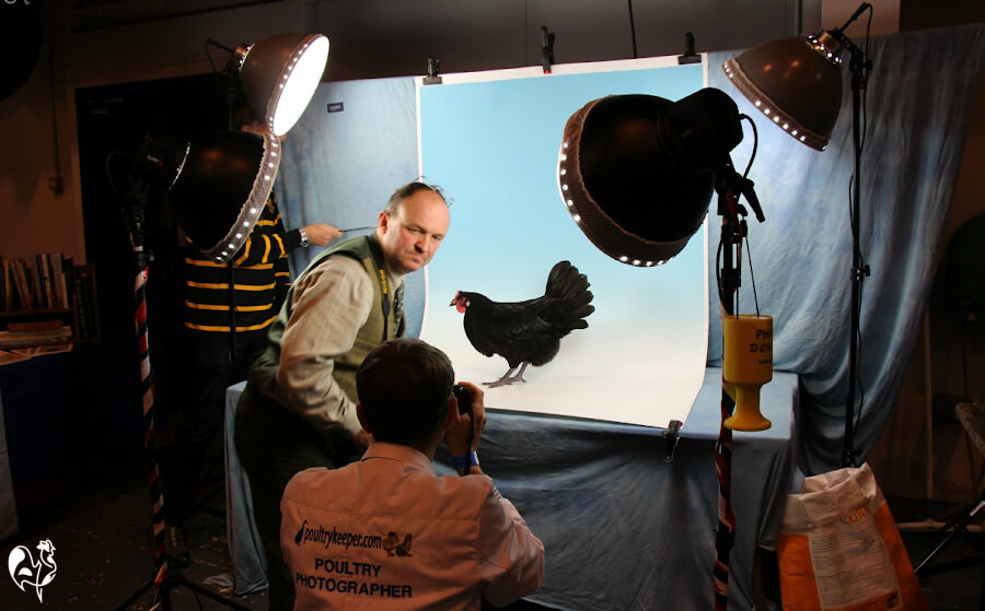 Two official photographers place a black hen on their table, along with lights and a backdrop.