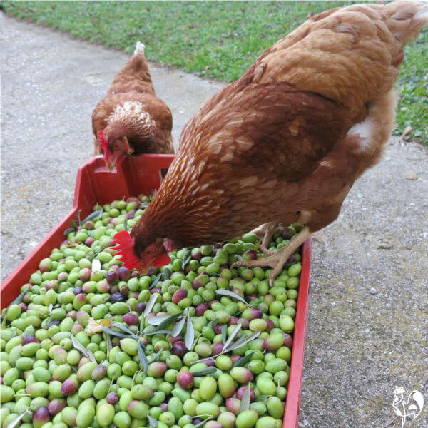 Two brown chickens standing on a red box of freshly harvested olives.
