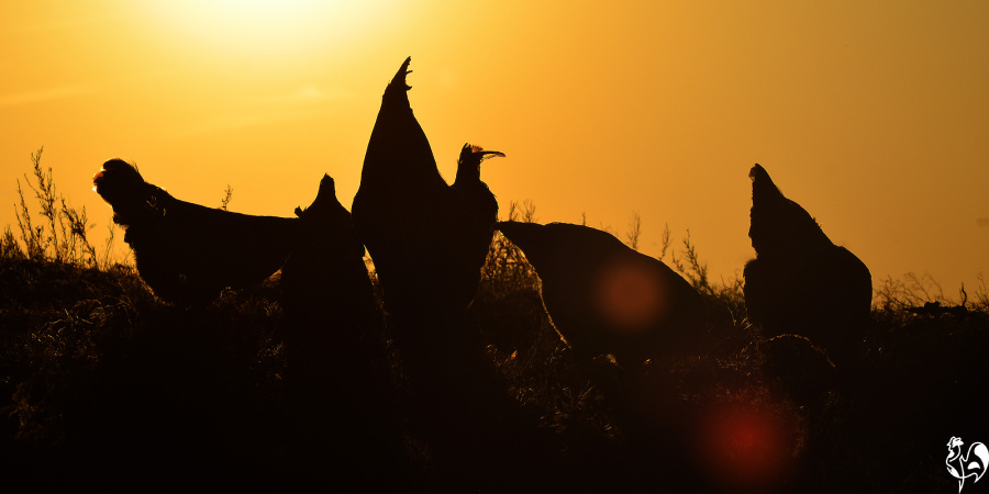 A small flock of hens in the grass, silhouetted at sunset.