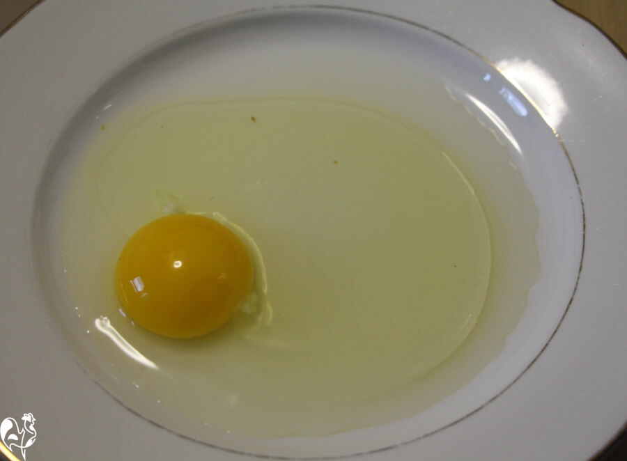 A store bought egg showing the flatter yolk and white. The flat yolk and white on a white plate, demonstrating the egg freshness of a store bought egg.