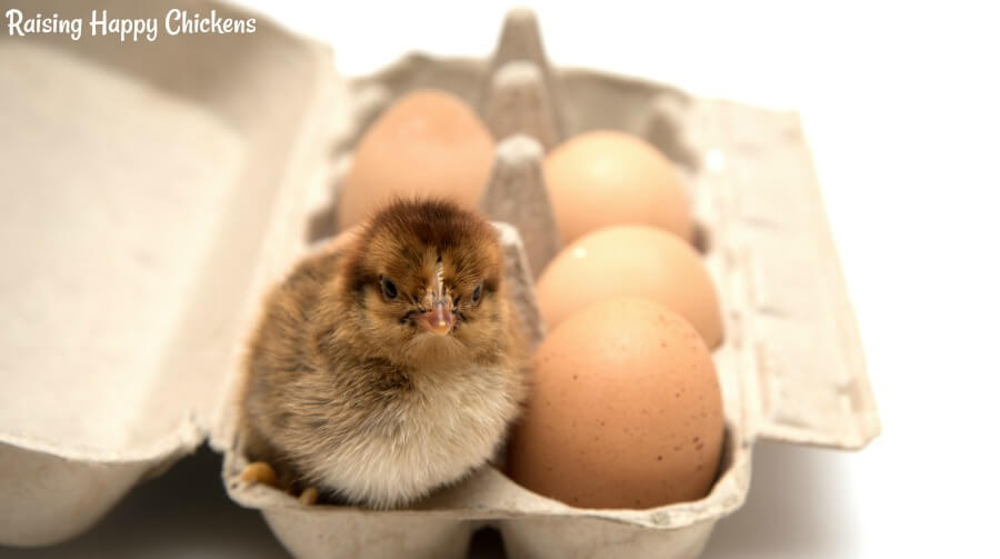 Got the cuuutest egg stamp from a friend for Christmas! : r/BackYardChickens