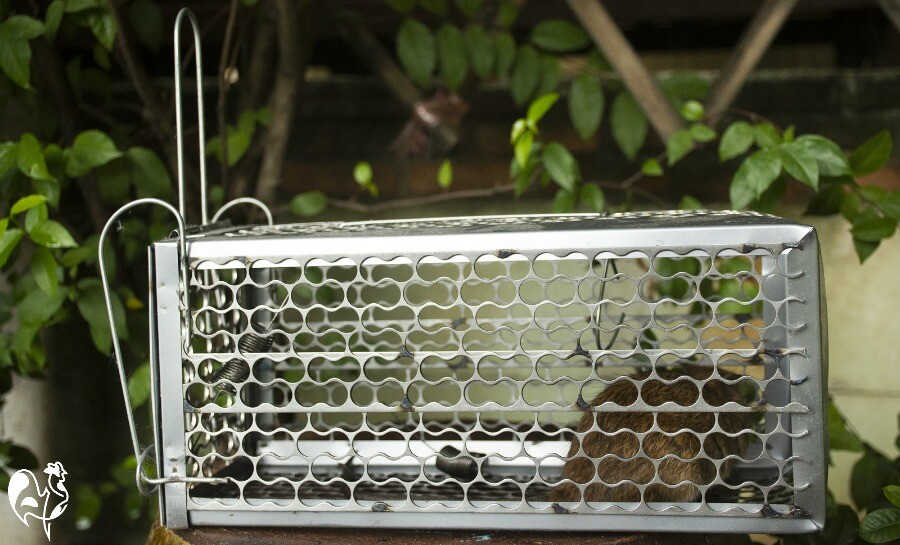 An example of a humane rat trap.