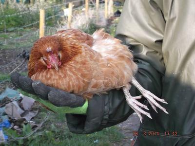 Can Roosters Eat Bird Food Can Roosters Eat Bird Food