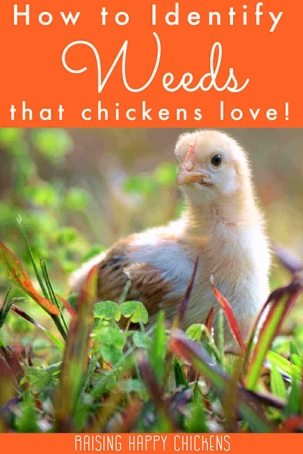 www.raising-happy-chickens.com