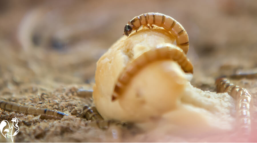 Live mealworms will eat a variety of leftover foods. Two mealworms on a piece of bread.