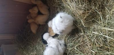 Snowball and Christmas saying hello to rescued babies. Two were disabled.