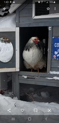 Lucy - winter 2021 Colorado 