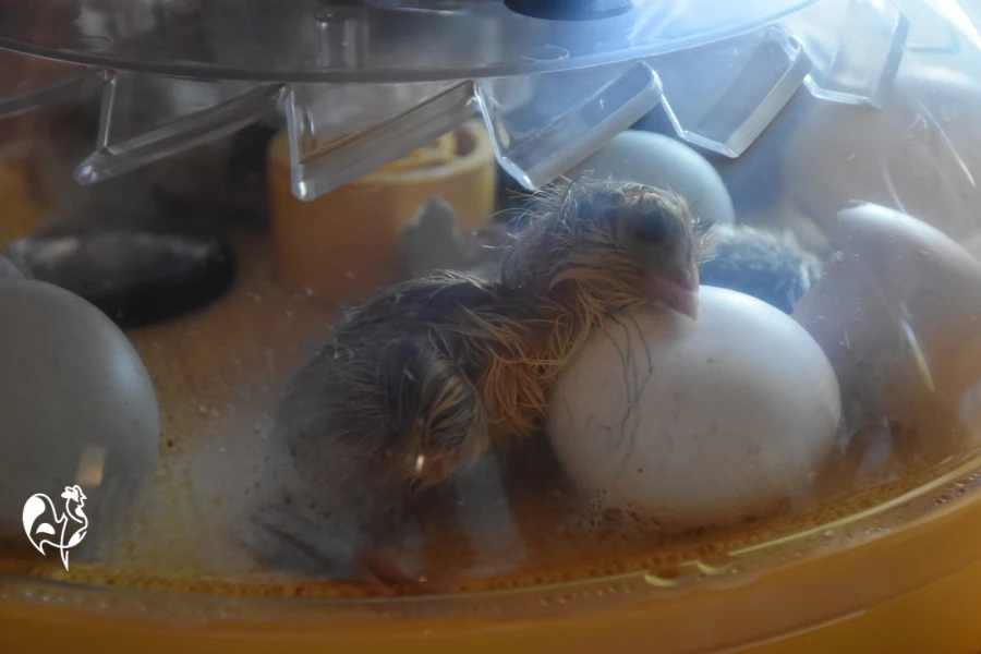 A newly hatched chick rests his head on an egg whilst drying off in the incubator.