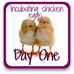 Thumbnail link: incubating day 1