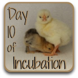 Thumbnail link: incubating day 10. Part of my day-by-day guide.