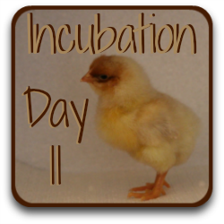 Thumbnail link: incubating chickens' eggs at day 11. What to do, what to look for, what can go wrong.