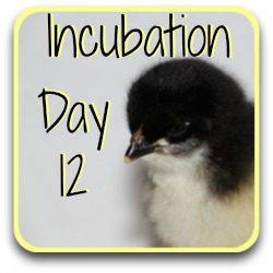 Thumbnail link: how to incubate chicken eggs: day 12.