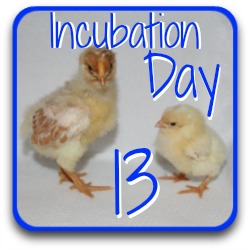 Thumbnail link: incubating day 13.