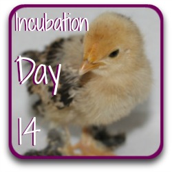 Thumbnail: incubating chicken eggs at day 14.