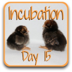 Thumbnail link: incubating day 15.