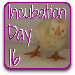 Thumbnail link: incubating at day 16.