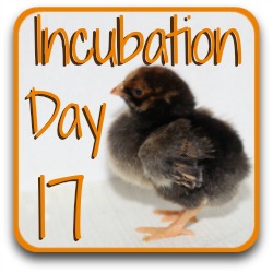 Thumbnail link: incubation day 17.