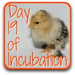 Thumbnail link: incubating day 19.
