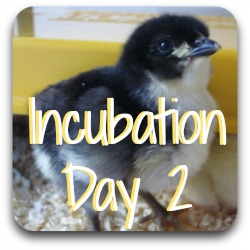 Thumbnail link: incubating, day 2.