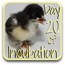 Thumbnail link: incubating day 20.