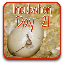 Thumbnail link: incubating day 21.
