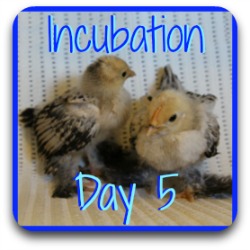 Thumbnail link: incubating day 5