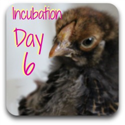 Thumbnail link: incubating day 6