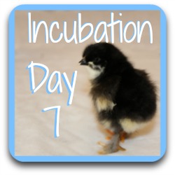Thumbnail link to incubating day 7.