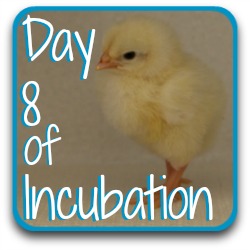 Thumbnail link: incubating chicken eggs at day 8.
