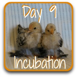 Thumbnail link: incubating chicken eggs at day 9: what to see and what to do.