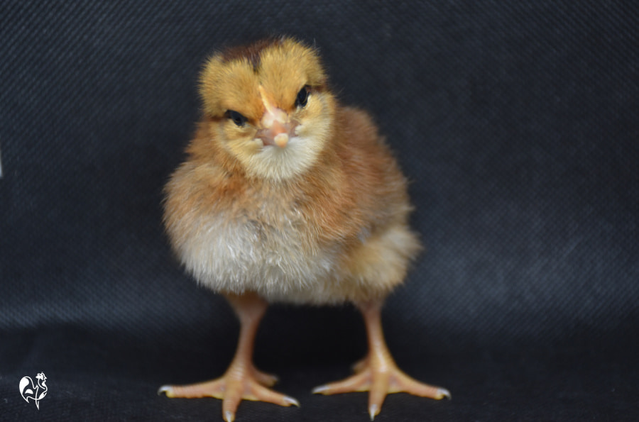 One of my Welsummer chicks at day 2 post-hatch. A Welsummer chick at day 2 post-hatch against a black background. Part of the day by day incubating series, day 11.