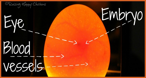 A Wyandotte egg candled at day 6. A Wyandotte egg candled at day 6, showing the embryo and blood vessels.